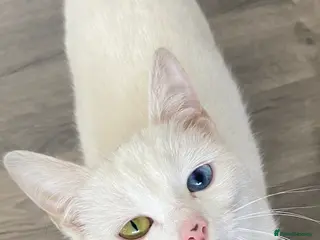 Mixed Breed cats 1 beautiful female kitten ready to leave!! - Advert 1