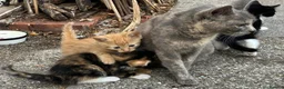 Mixed Breed cats for sale: Gorgeous playful kittens - Advert 22