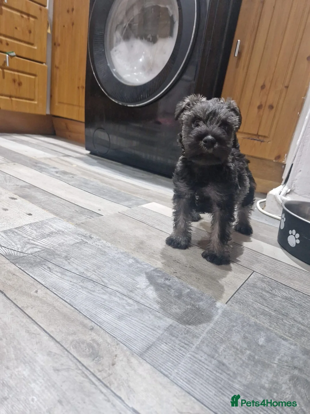 Miniature Schnauzer dogs for sale: One female miniature schnauzer remaining  - Advert 7