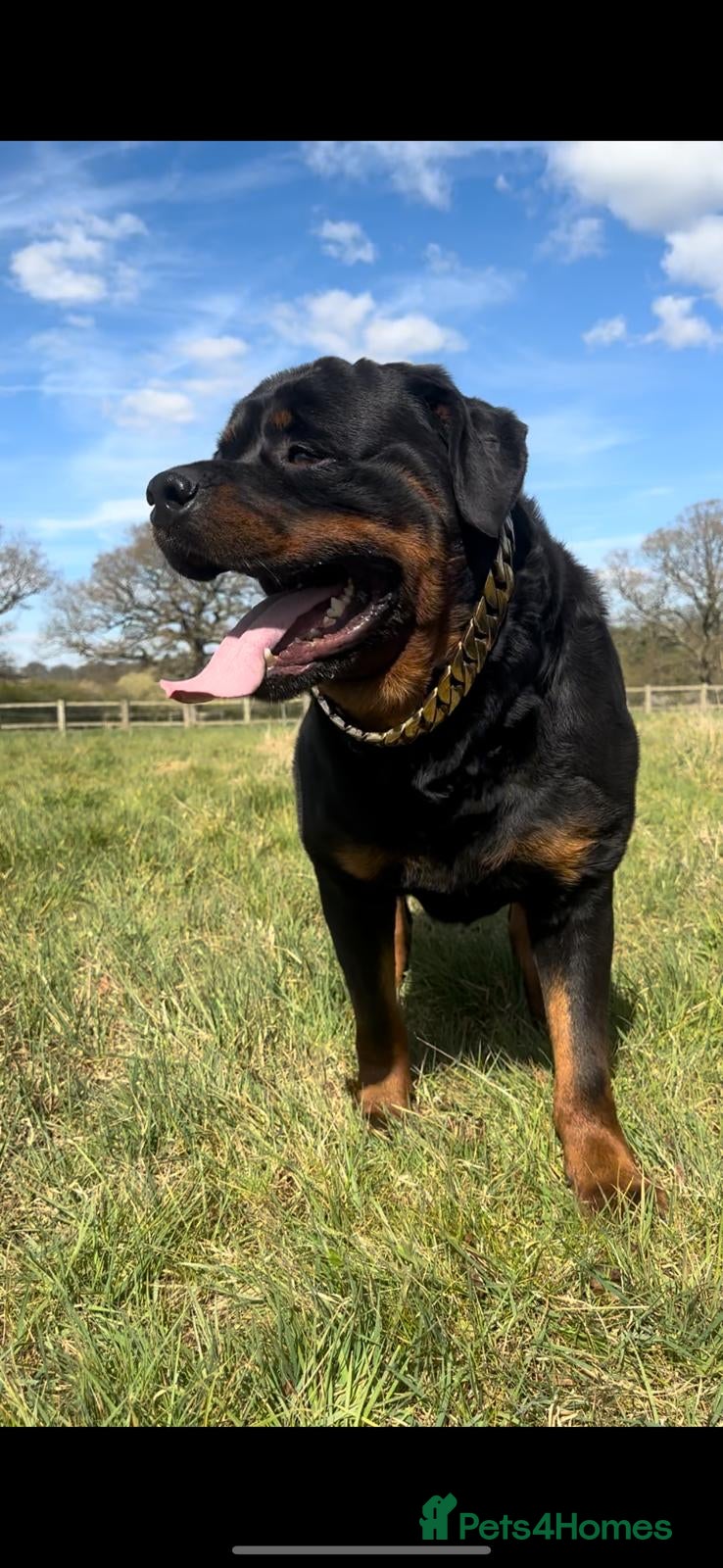 Rottweiler dogs Stunning German Rottweiler puppies - Advert 2
