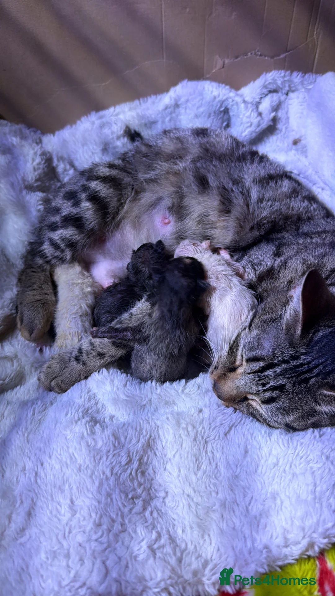 Mixed Breed cats for sale: Bengal x Maine x ragdoll - Advert 1