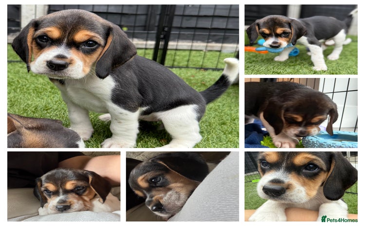 Beagle dogs - Advert 1