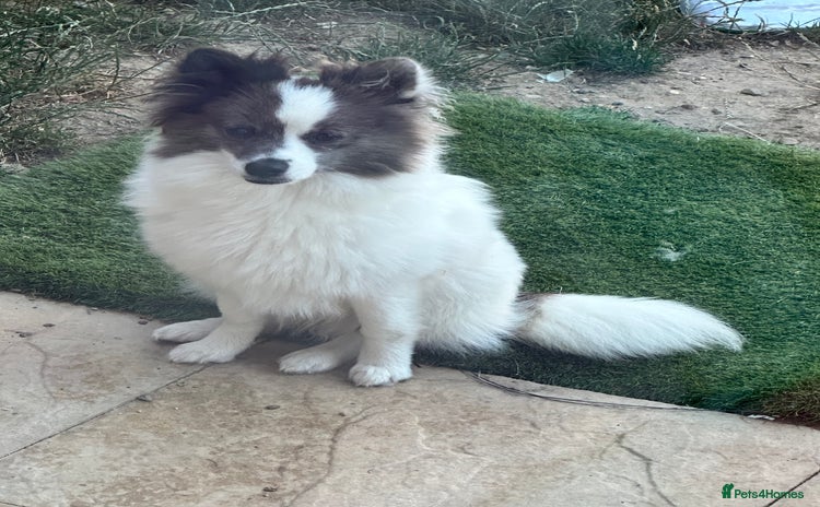 Pomsky dogs - Advert 1