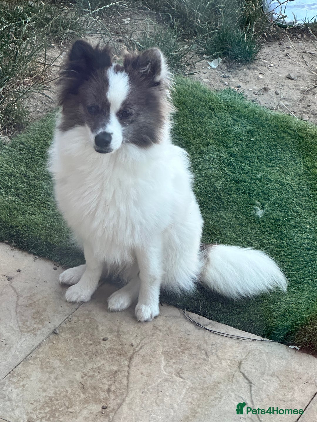 Pomsky dogs for sale: Pomsky girl, needs forever home  - Image 1