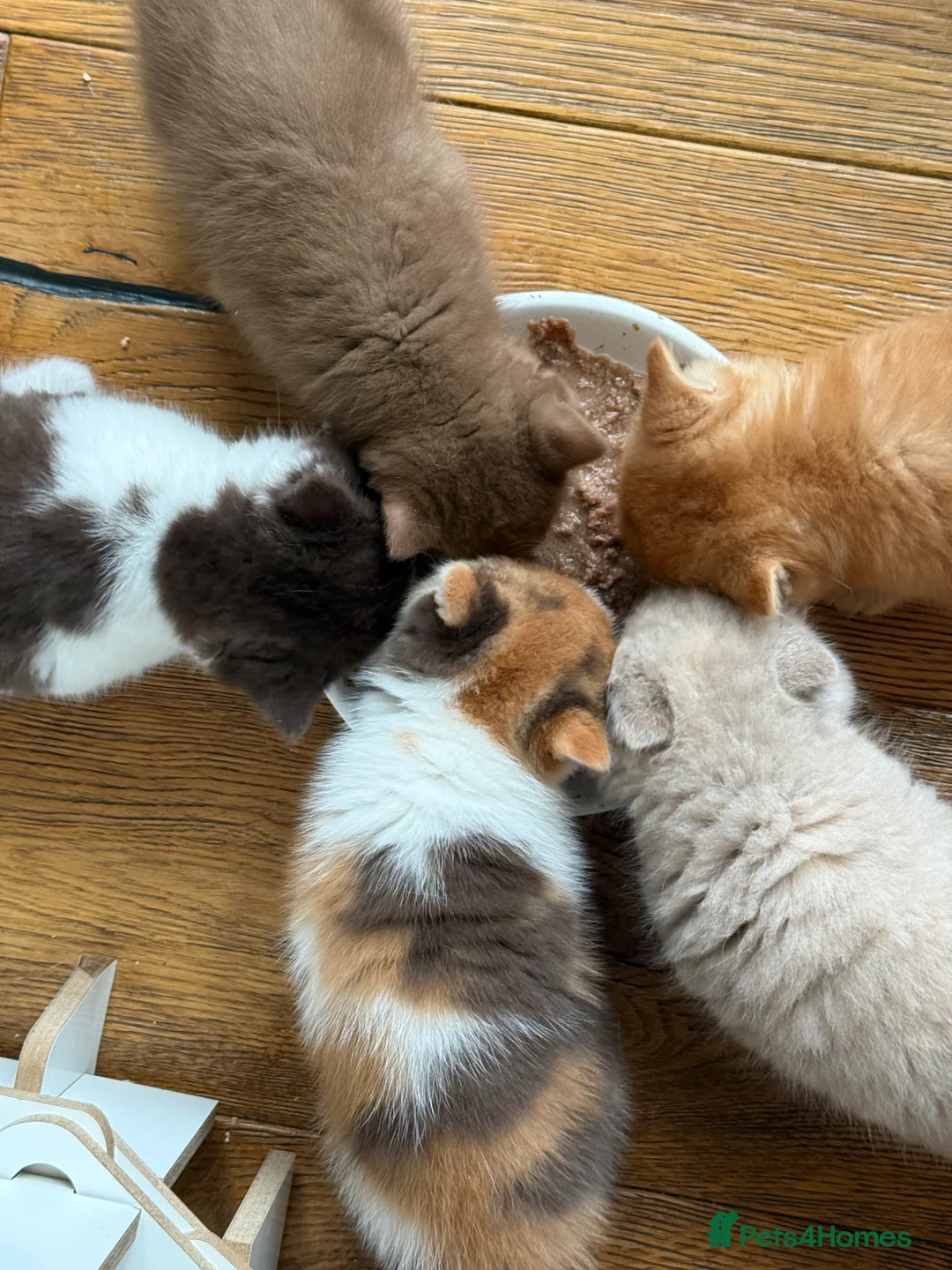 British Shorthair cats for sale: Stunning Pedigree BSH  - Advert 2