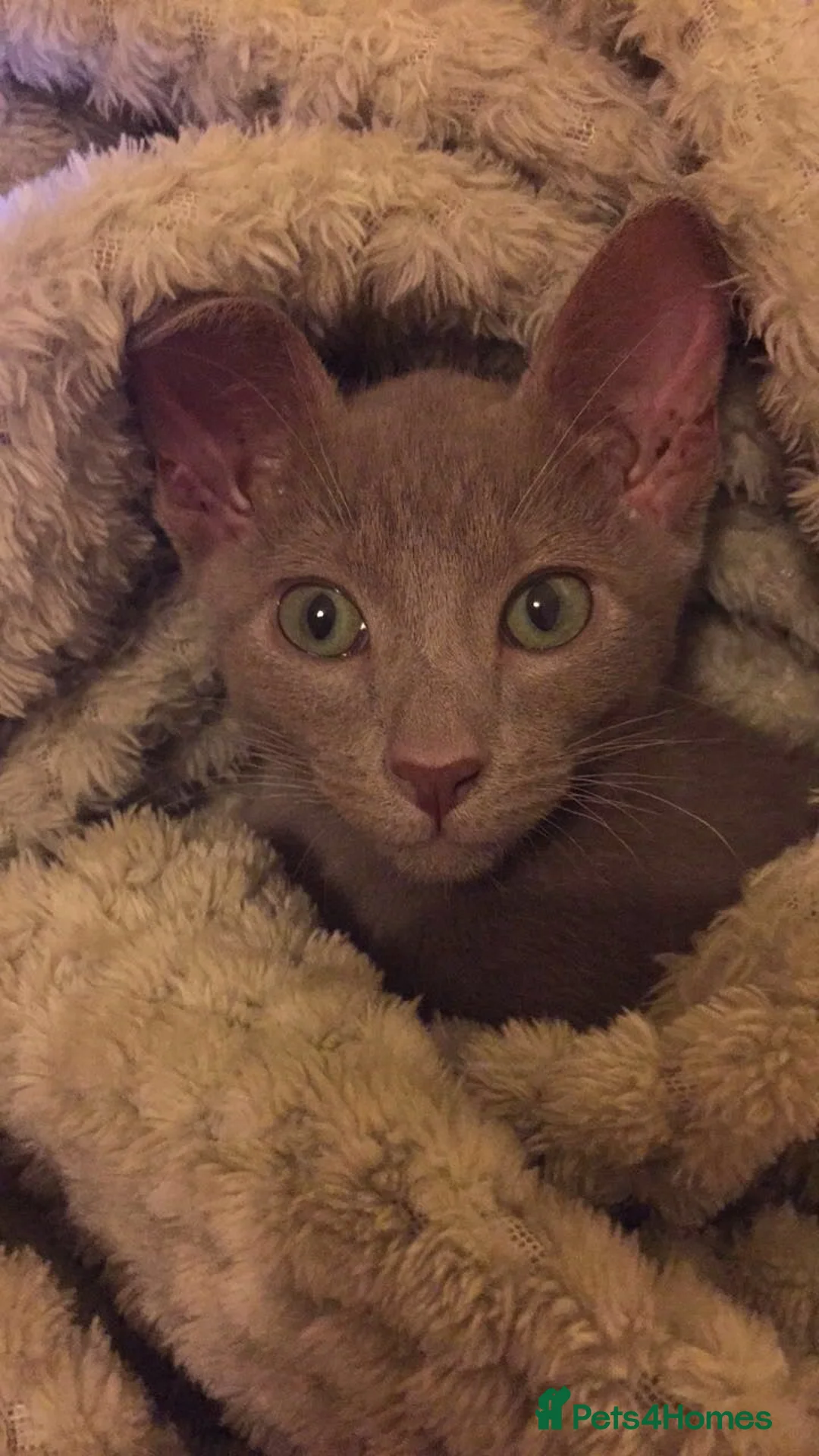 Oriental cats for sale: Siamese oriental boy for rehoming - Advert 6