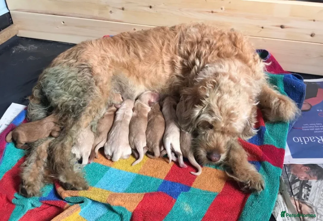 Labradoodle dogs for stud: Multigen/F3b Labradoodle Stud in Calne - Advert 11