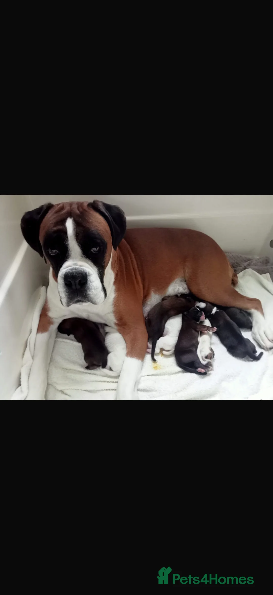 Boxer dogs for sale: Boxers - Advert 1