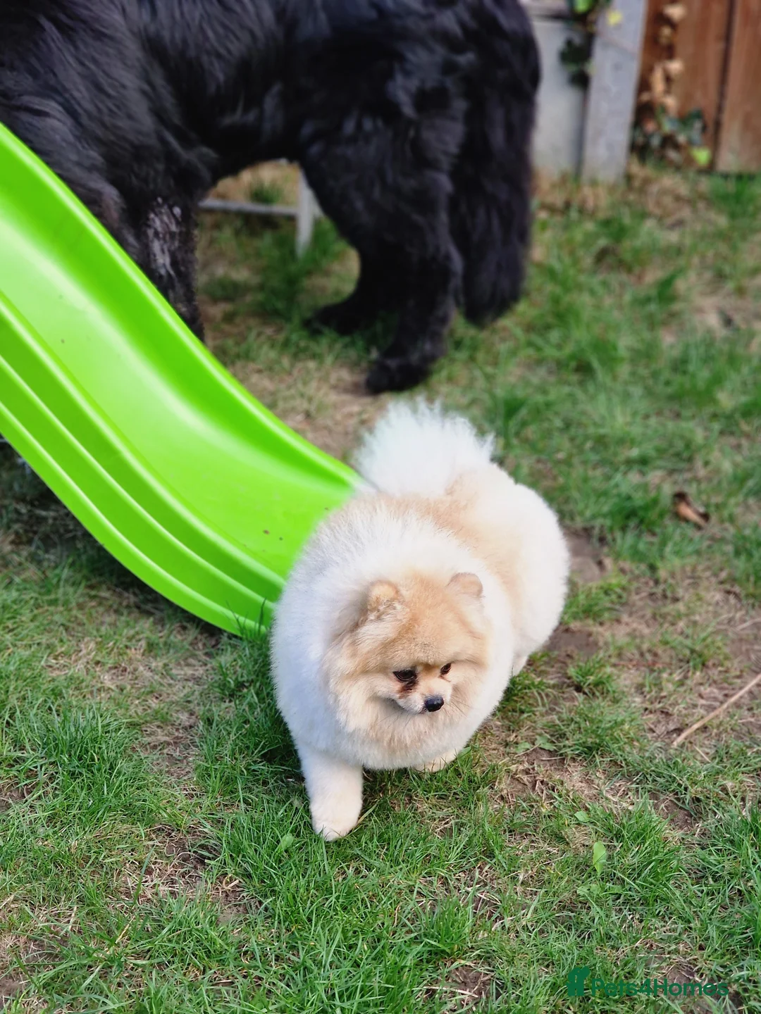 Pomeranian dogs for stud: Rocket Pomeranian stud  in Romford - Advert 33