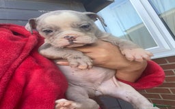 Olde English Bulldogge dogs for sale: Old English Bulldog Puppy’s  - Image 8