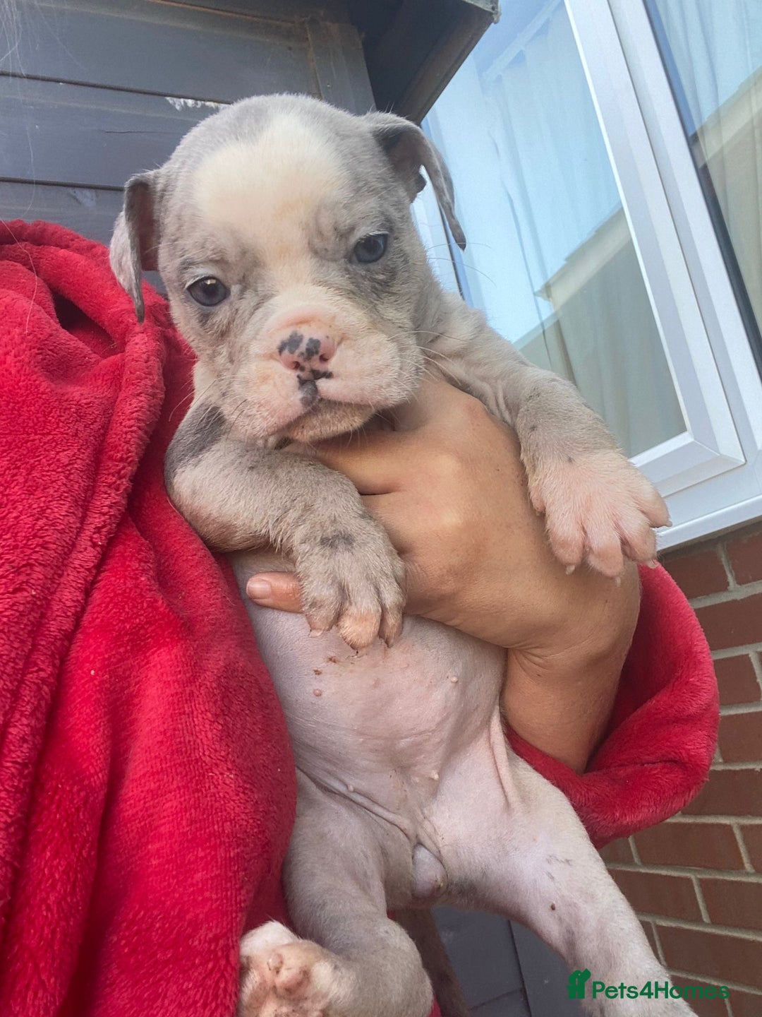 Olde English Bulldogge dogs for sale: Old English Bulldog Puppy’s  - Image 8