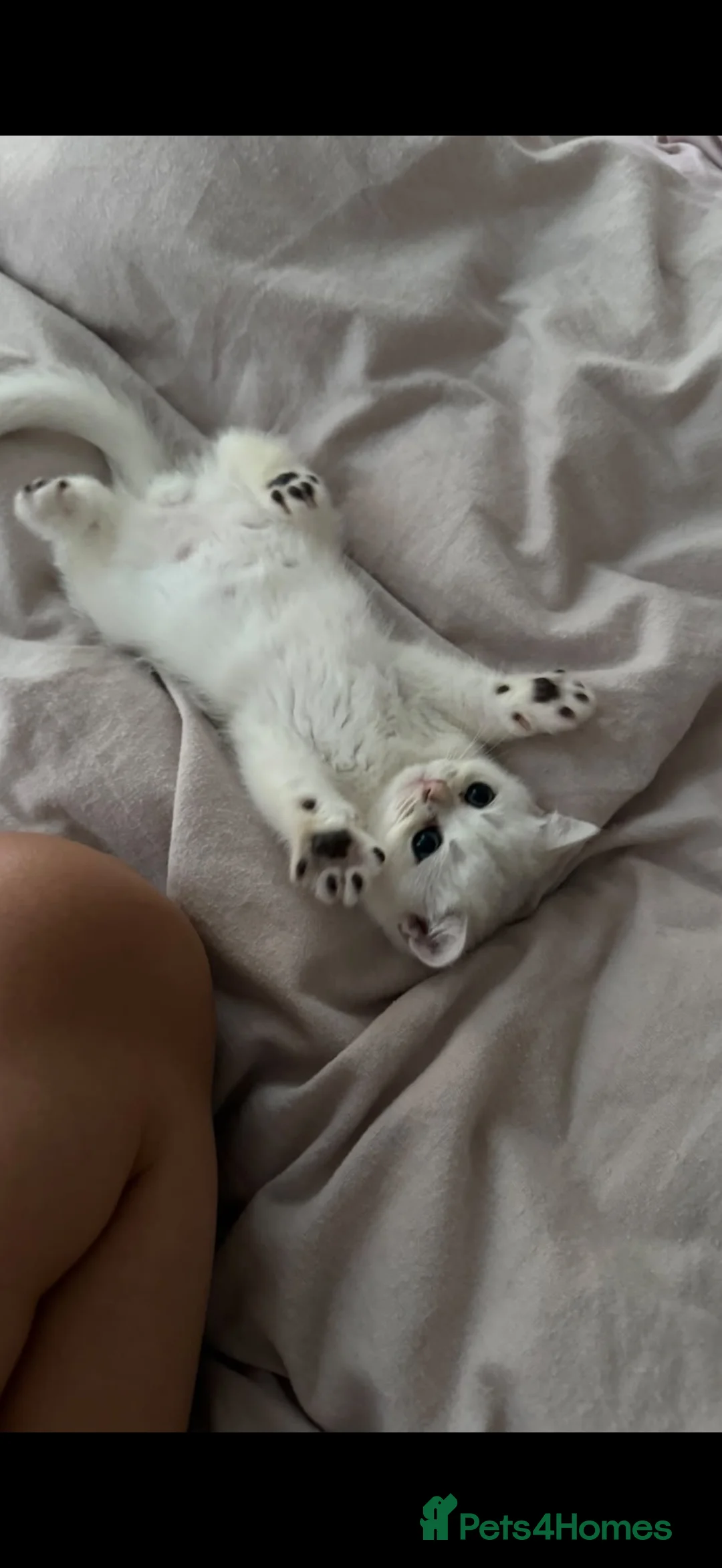 British Shorthair cats for sale: British Shorthair Chinchilla Kitten - Advert 2