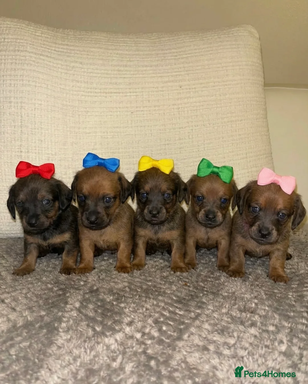 Mixed Breed dogs for sale: Jack-A-Ranian - Advert 2