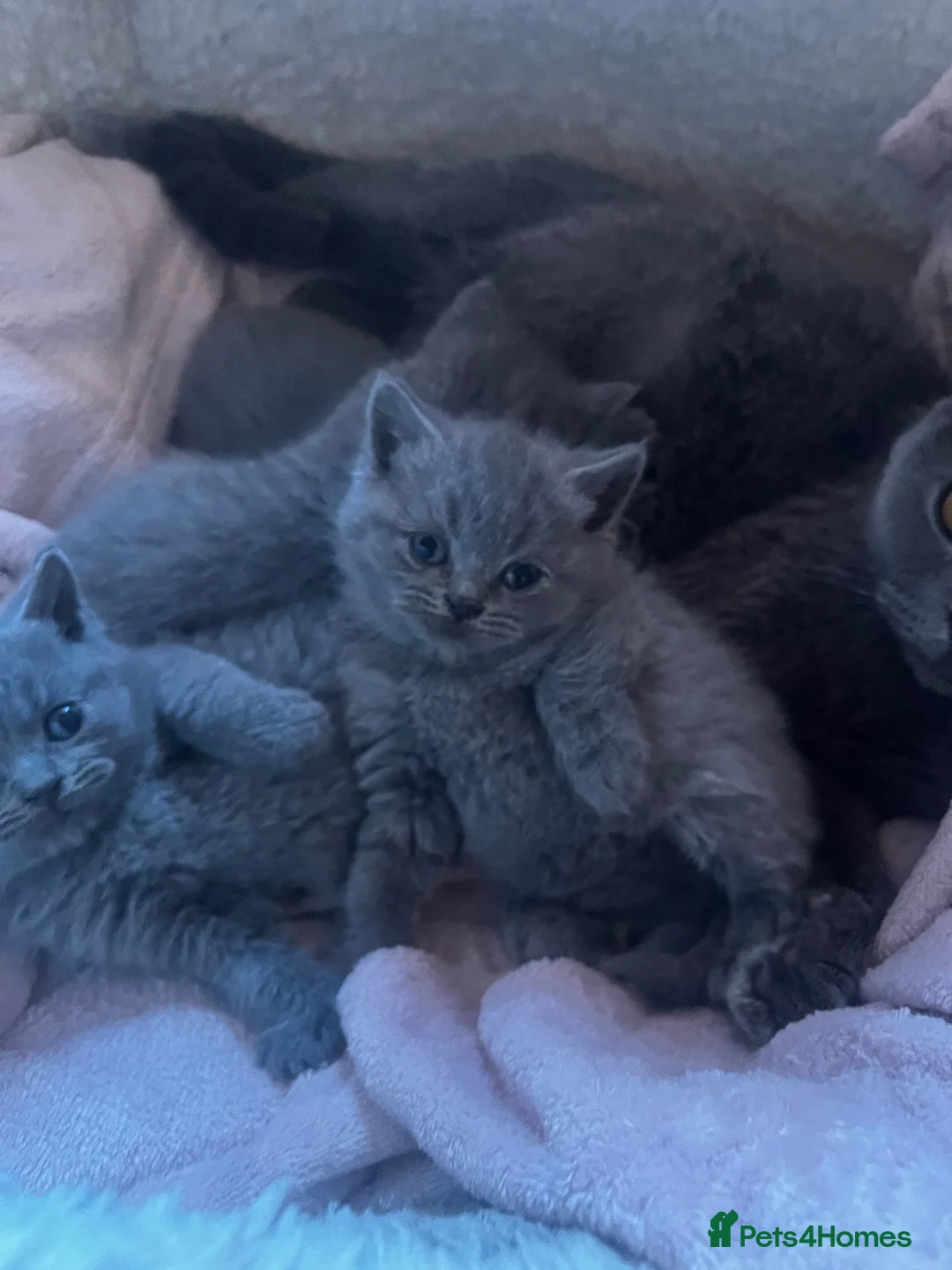 British Shorthair cats for sale: Beautiful Pedigree Kittens LookingLoving Homes! 🐾 - Advert 2
