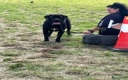 Cane Corso dogs for stud: Thor health tested proven Cane Corso for stud !!! in Cleethorpes - Image 14