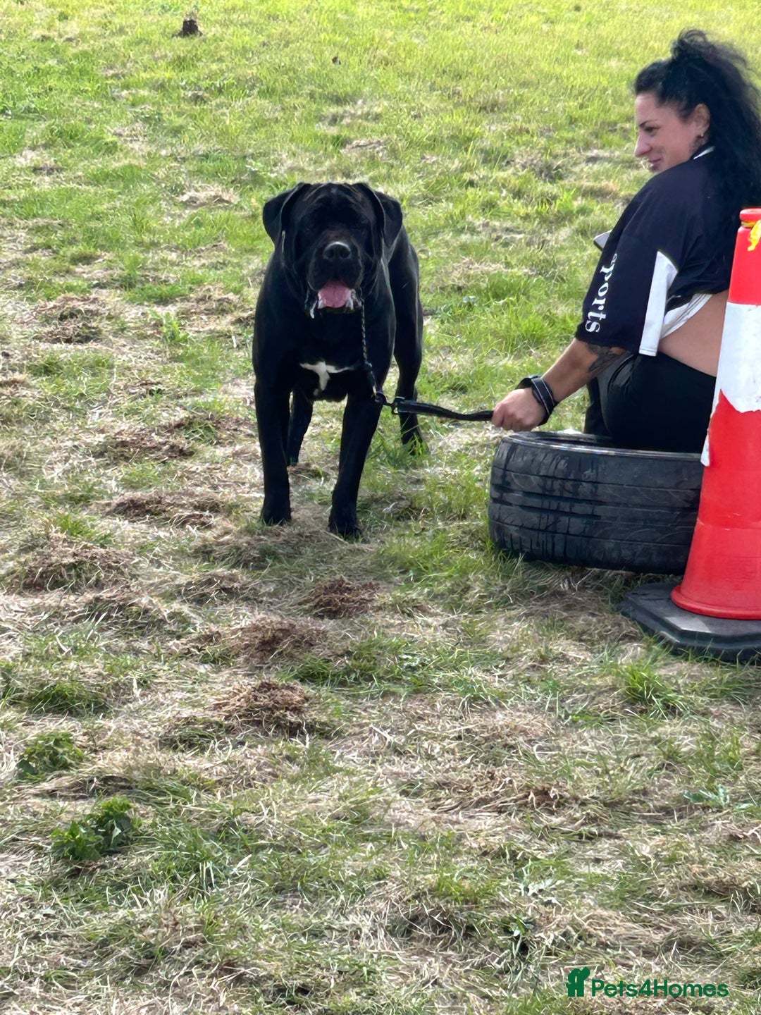Cane Corso dogs for stud: Thor health tested proven Cane Corso for stud !!! in Cleethorpes - Image 14