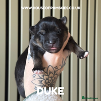 Pomsky dogs F3 Pomsky Puppies - ready after ** - Advert 1