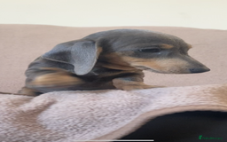 Miniature Dachshund dogs for sale: 2 stunning playful boys  - Advert 2