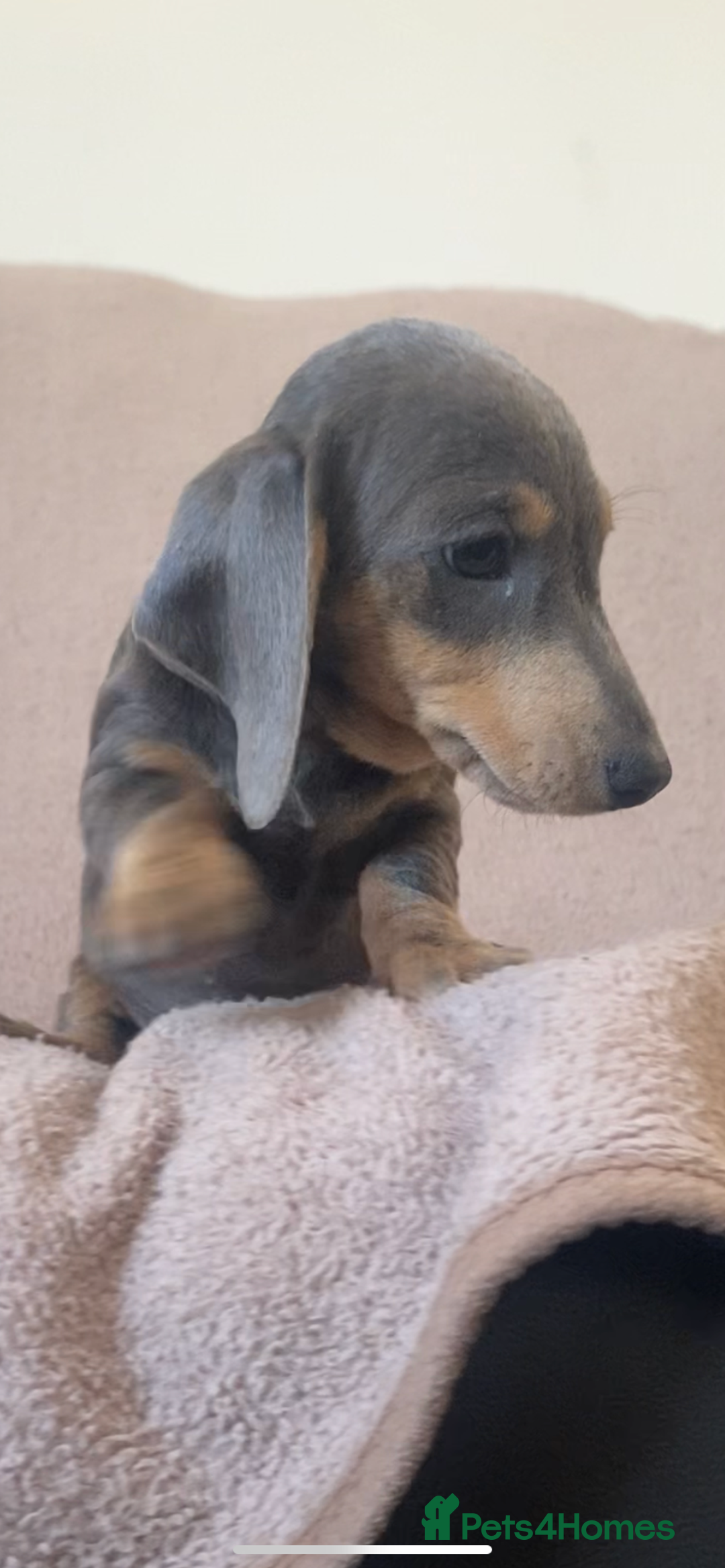 Miniature Dachshund dogs for sale: 2 stunning playful boys  - Advert 2