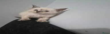 ​Girl 2 – Seal Lynx Point (Tabby Point)