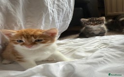 Bengal cats for sale: 3 beautiful tabby’s for sale💕 - Image 3