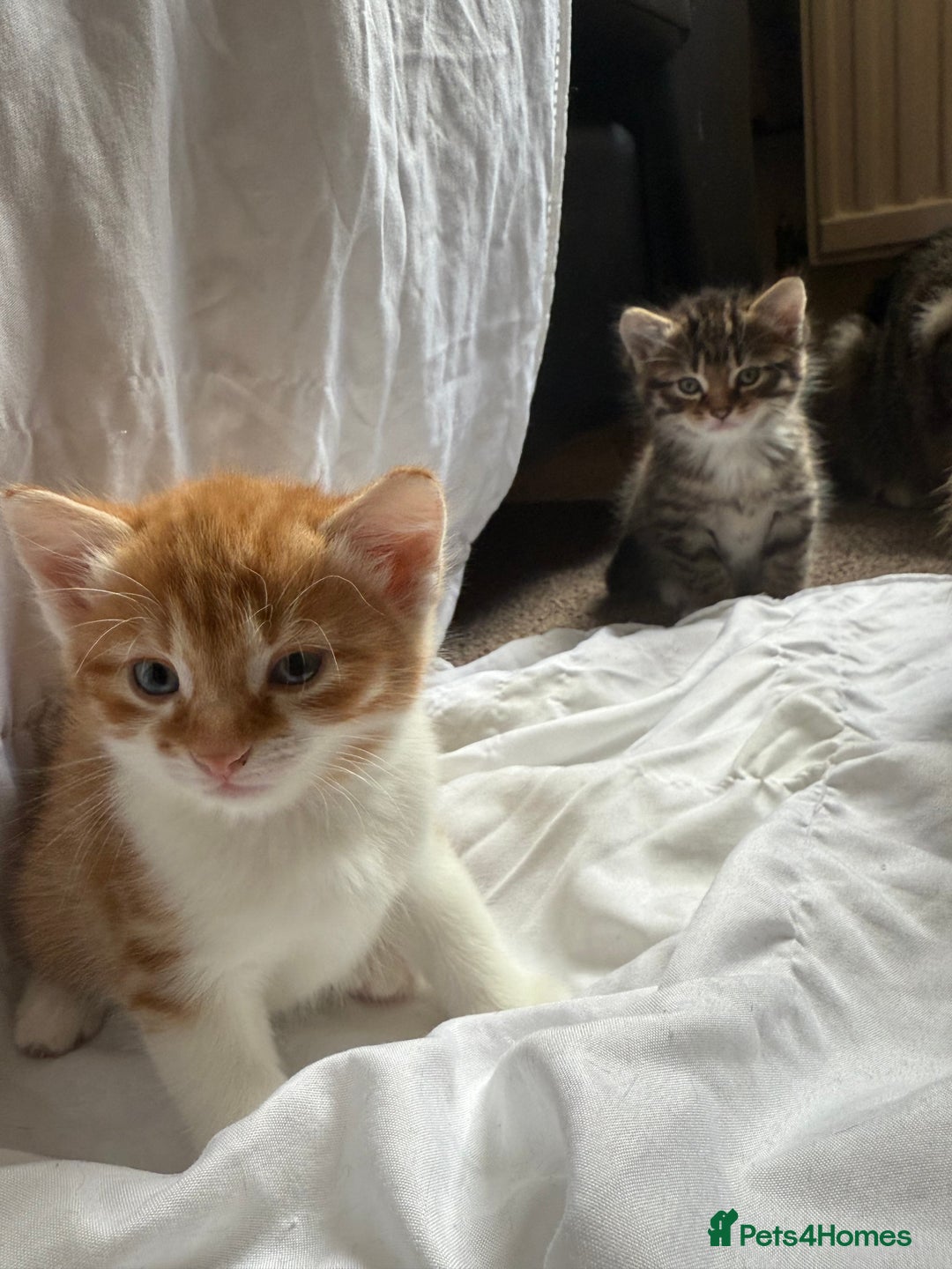 Bengal cats for sale: 3 beautiful tabby’s for sale💕 - Image 3