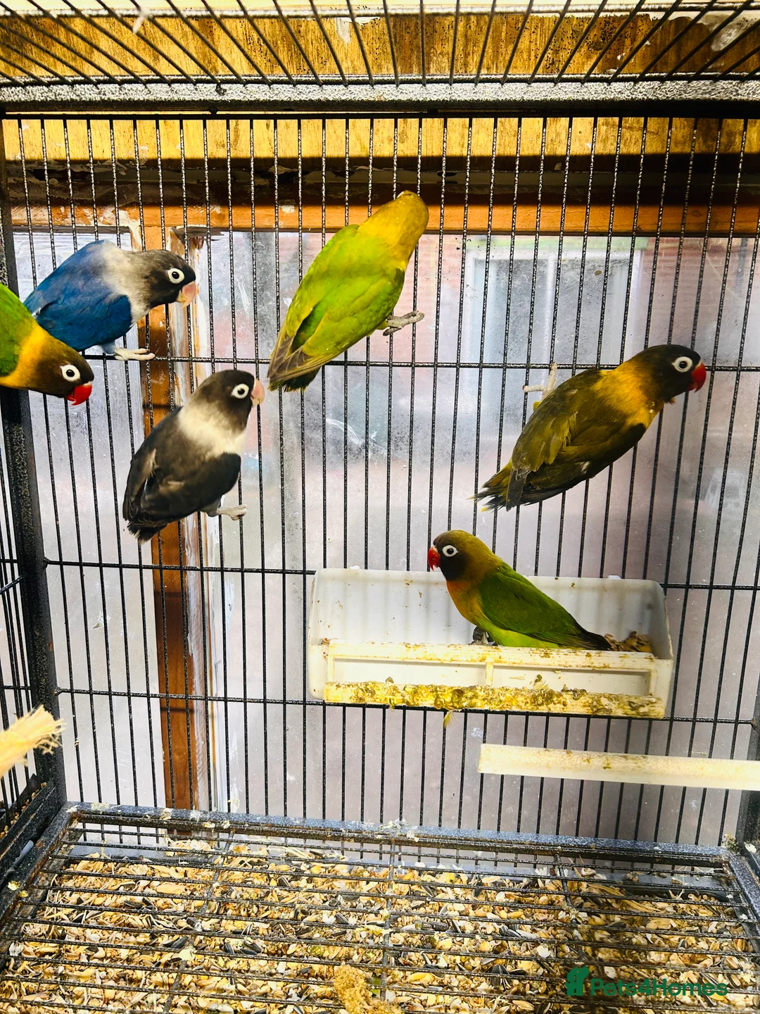 Lovebirds birds for sale: Various Fischer /masked lovebirds for sale  - Advert 14