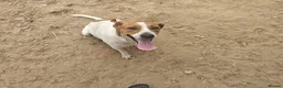 Mixed Breed dogs for adoption:  🚨 A Home For Bebe ❤️  - Advert 7