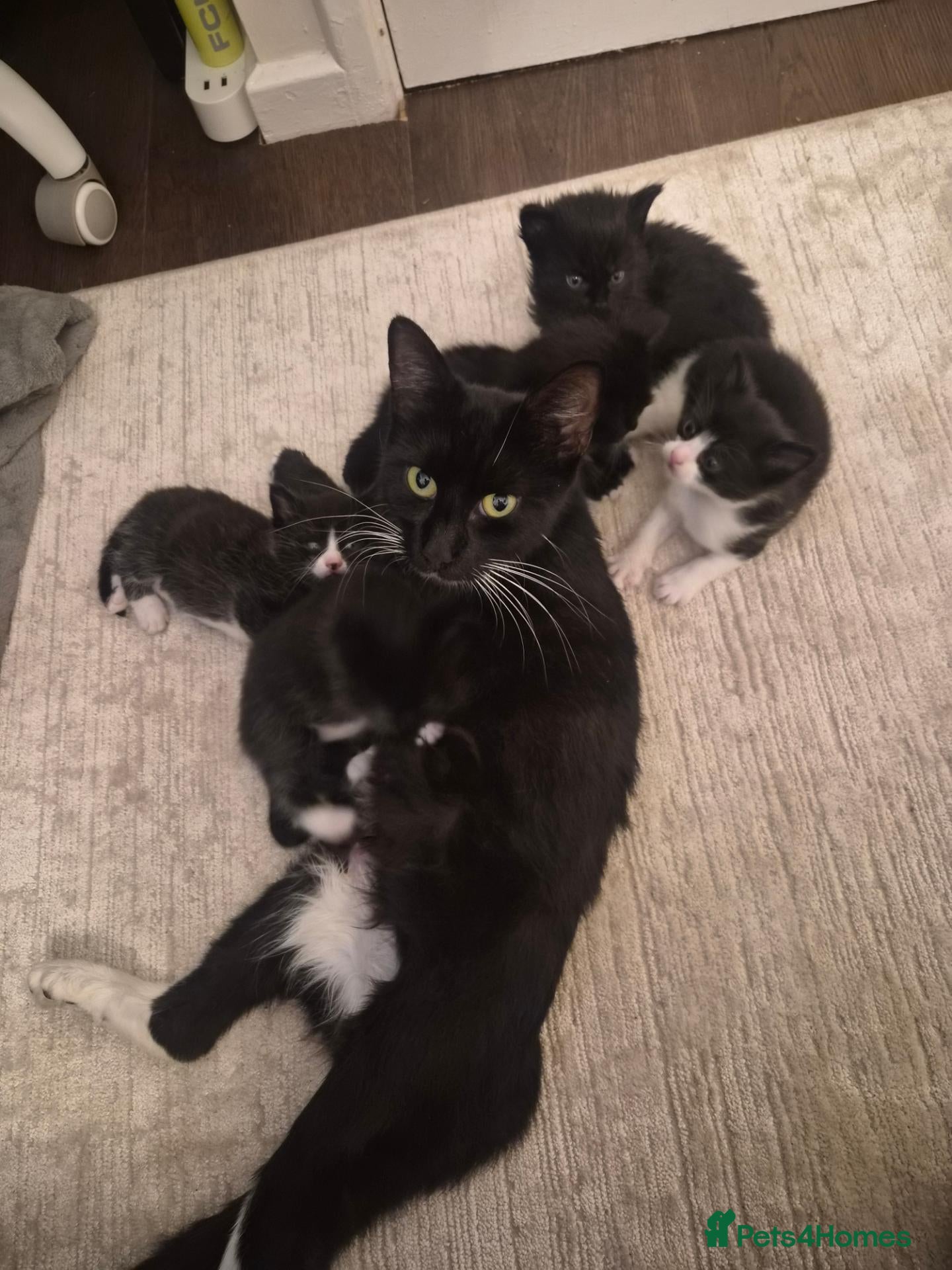 British Shorthair cats 5 beautiful female kittens  - Advert 17