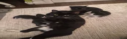 British Shorthair cats for sale: 5 beautiful female kittens  - Advert 1