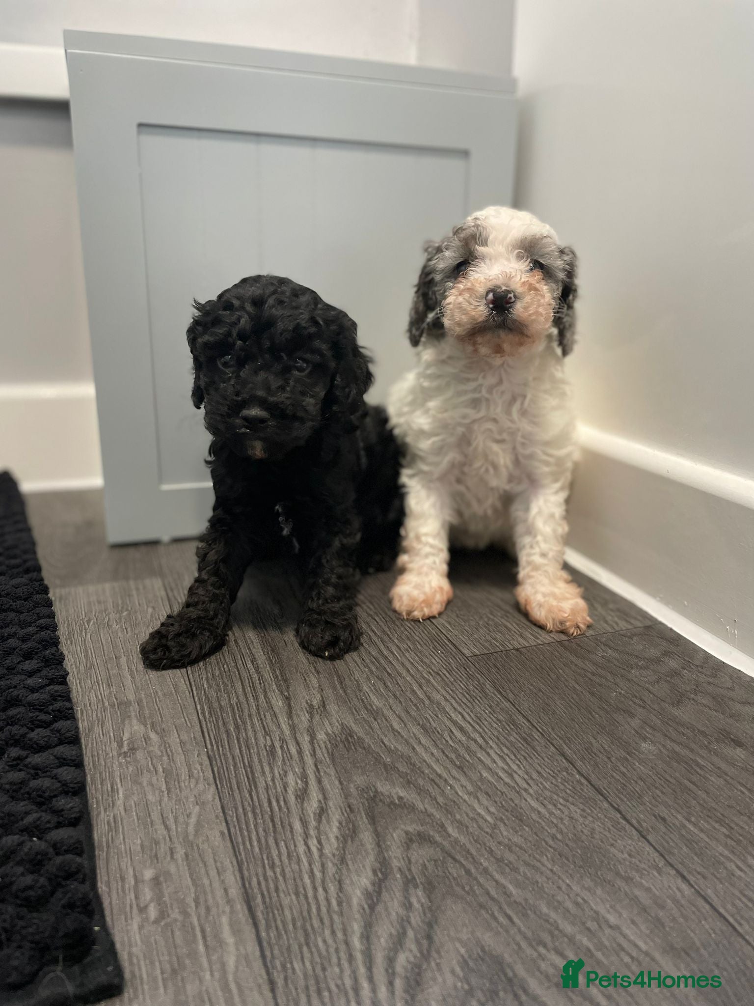 Cavapoo dogs Beautiful cavapoo puppies - Advert 4