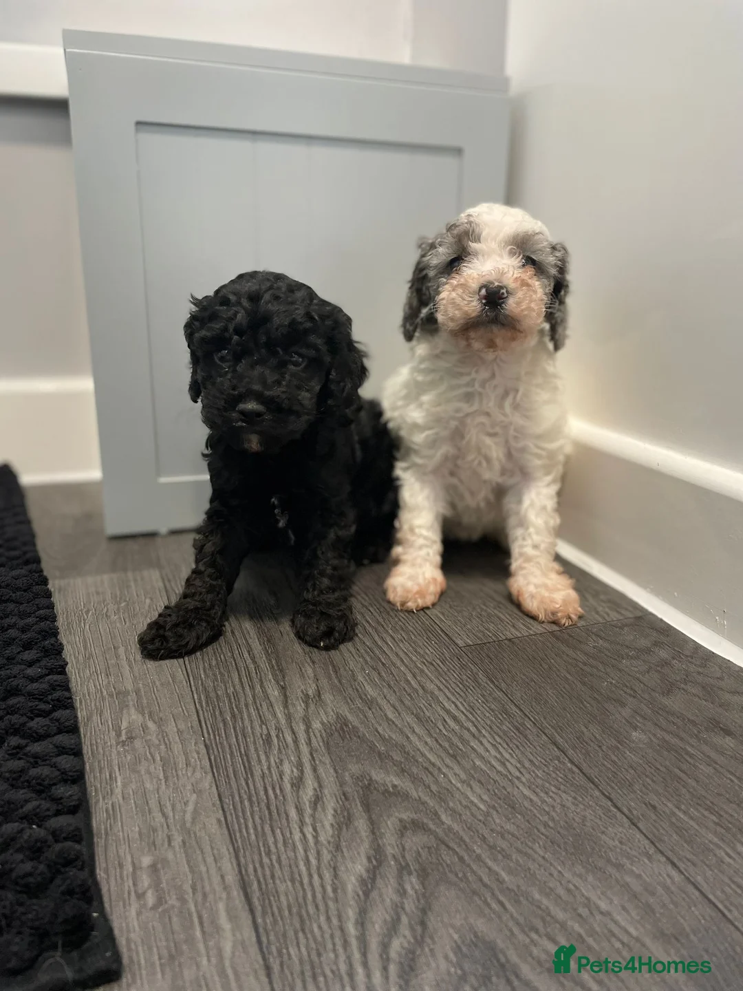 Cavapoo dogs for sale: Beautiful cavapoo puppies ready now - Advert 19