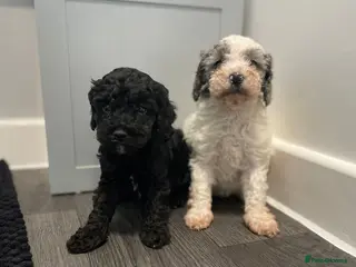 Cavapoo dogs Beautiful cavapoo puppies - Advert 2