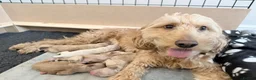 Cockapoo dogs for sale: Beautiful F2 Cockapoo Puppies in Birmingham - Advert 5