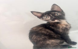 Mixed Breed cats for sale: 5 beautiful kittens ready for a new loving home  - Image 3