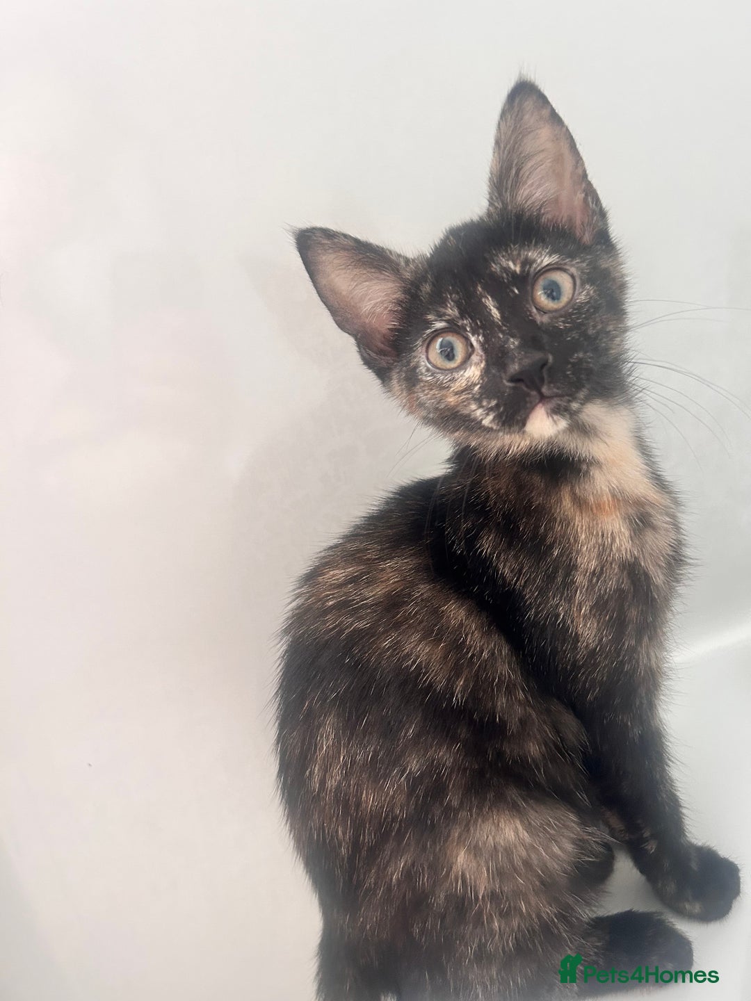Mixed Breed cats for sale: 5 beautiful kittens ready for a new loving home  - Image 3