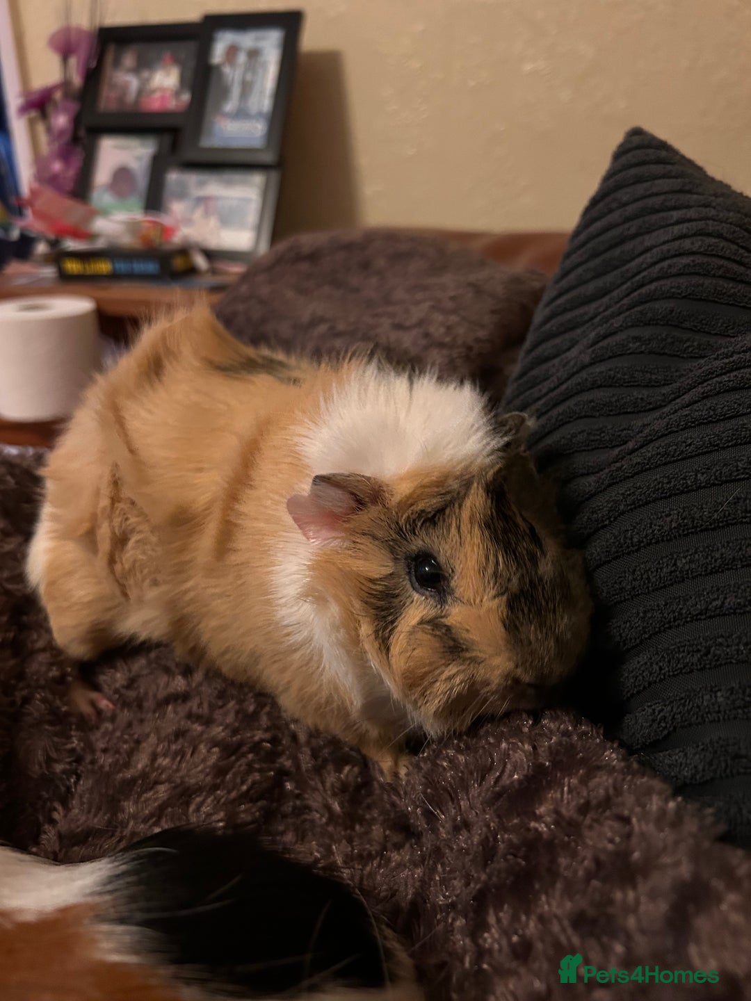 Guinea Pig rodents for sale: Two bonded male Guinea Pigs  - Advert 6