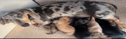 Dachshund dogs for sale: 5 gorgeous miniature dachshund puppy’s🐶 in Cullompton - Advert 40