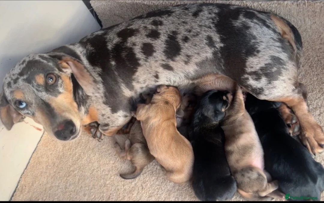Dachshund dogs for sale: 5 gorgeous miniature dachshund puppy’s🐶 in Cullompton - Advert 40