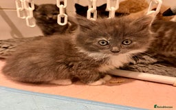 British Shorthair cats for sale: Beautiful 1/2 British Shorthair - Advert 5