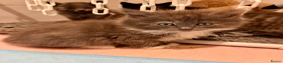 British Shorthair Kitten 7