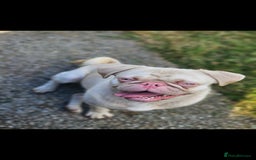 Pug dogs for stud: Pink kc reg stud - Image 2