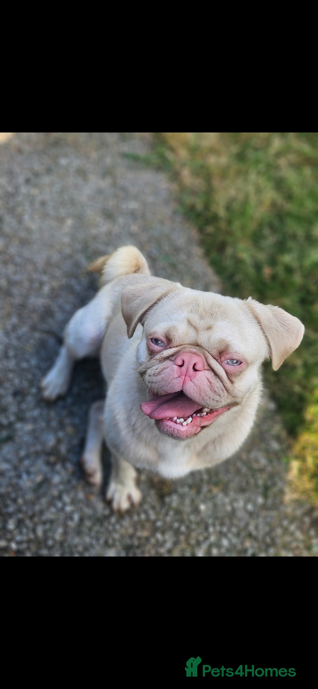 Pug dogs for stud: Pink kc reg stud - Image 2