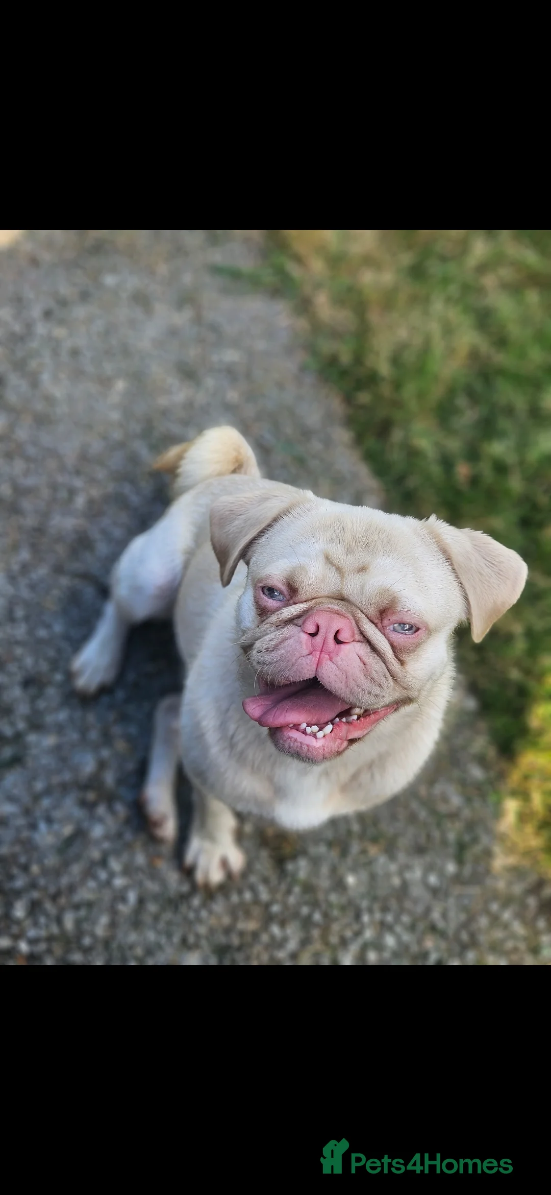 Pug dogs for stud: Pink kc reg stud - Advert 2