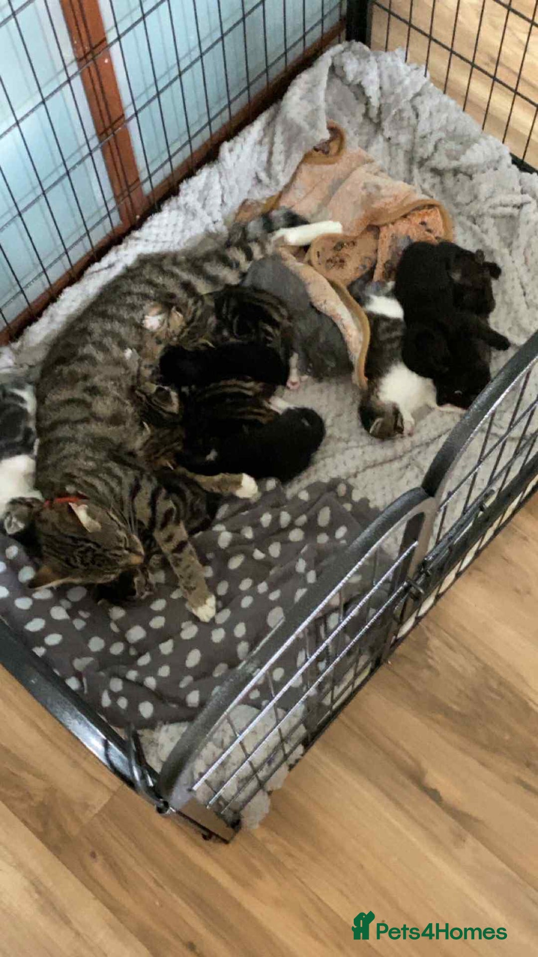 Mixed Breed cats for sale: 11 beautiful kittens - Image 1
