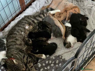Mixed Breed cats - Advert 4