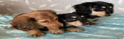 Miniature Dachshund dogs for sale: GORGEOUS KC reg PRA CLEAR MINI DACHSHUND PUPPIES - Advert 17