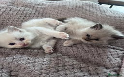 Ragdoll cats for sale: Stunning Ragdoll kittens for sale - Image 21