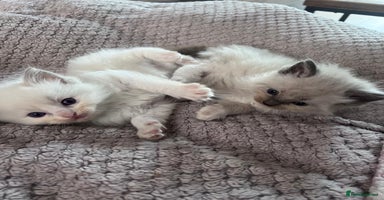 Ragdoll cats - Advert 11