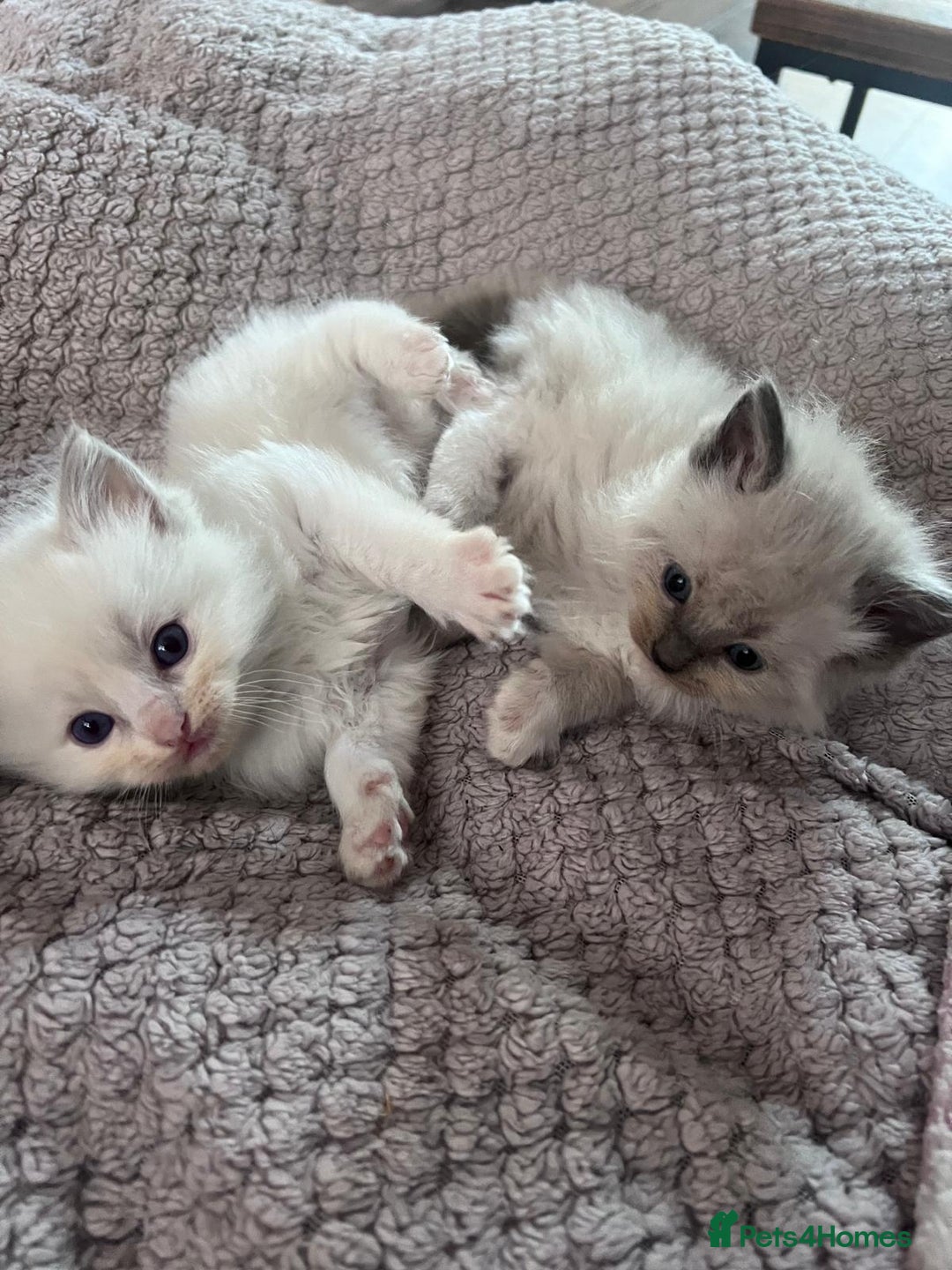 Ragdoll cats for sale: Stunning Ragdoll kittens for sale - Image 21